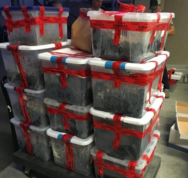 $1M Worth Of Psychedelic Mushrooms Seized In Berkeley 