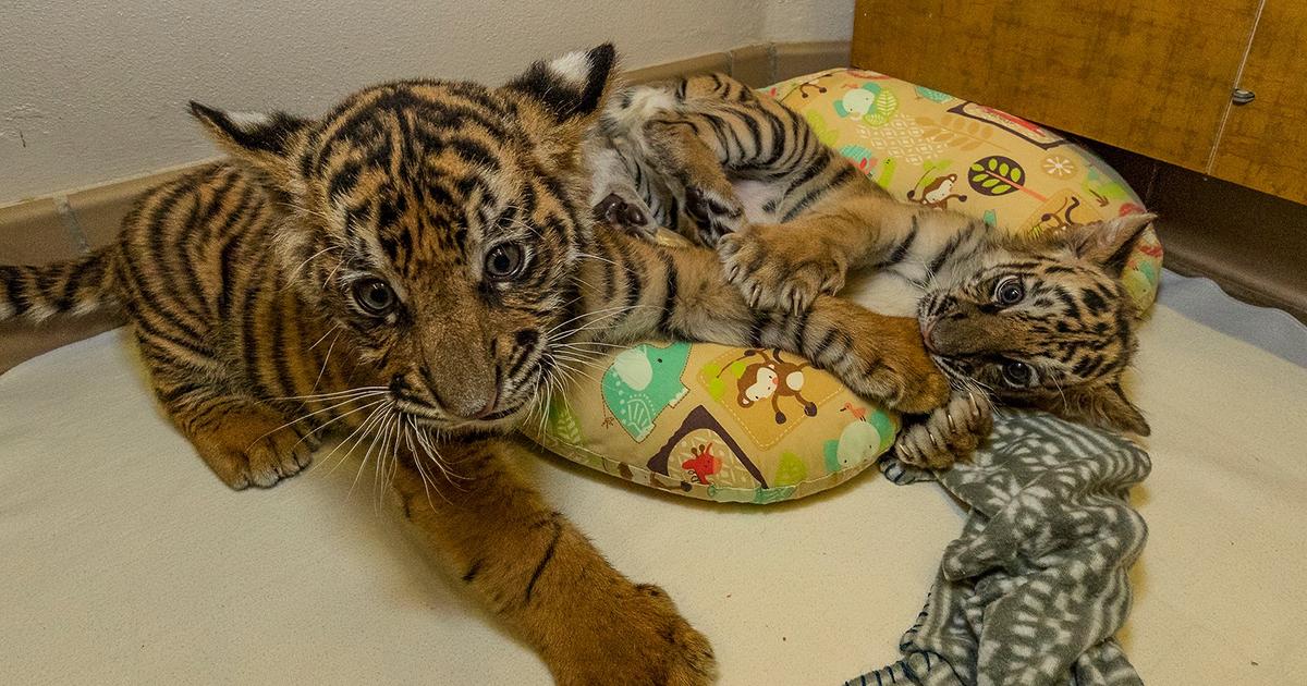 These Baby Tigers Playing with Stuffed Animal Toys Will Melt Your Heart -  CBS New York