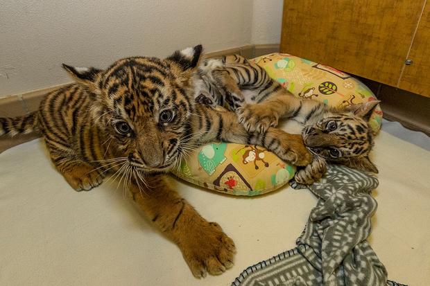 Tiger Cubs 
