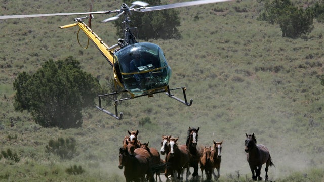 Bureau Of Land Management Rounds Up Wild Horses 