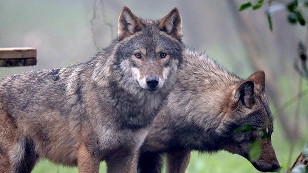 Wild Place Project Welcomes A Pack Of Wolves 