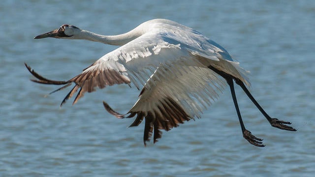 whooping-crane-flying-verne-lehmberg-promo.jpg 