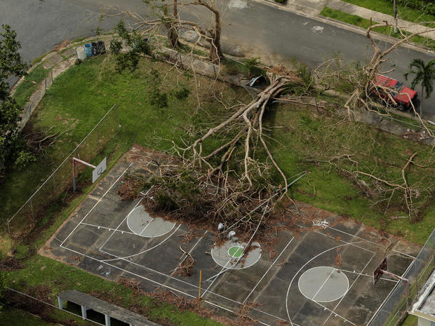 A large uprooted tree is seen on a basketball court in the aftermath of Hurricane Maria in San Sebastian, Puerto Rico 
