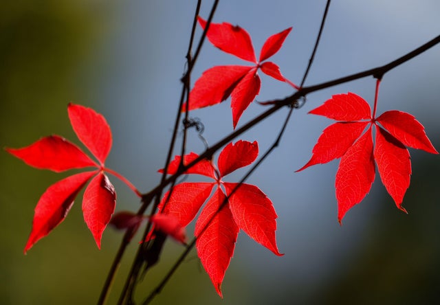 GERMANY-WEATHER-AUTUMN 