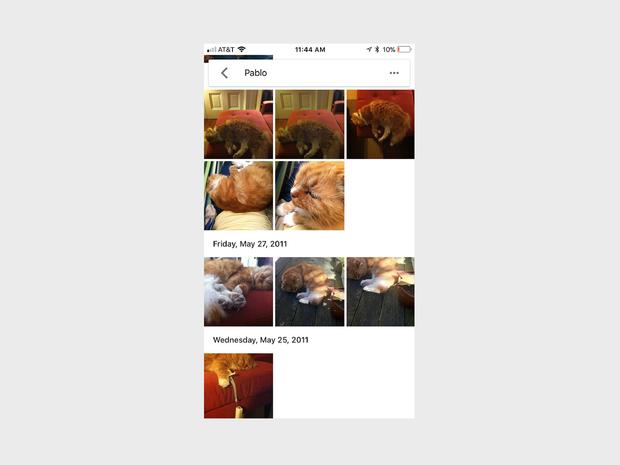 Google Photos can now identify your pets 