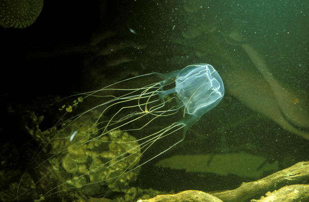 Box jellyfish 