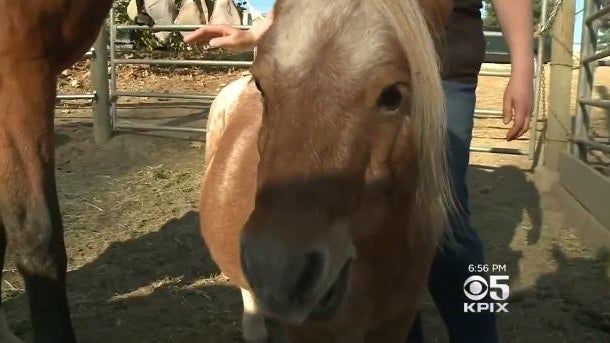 171018-cbssf-mini-horse-02.jpg 