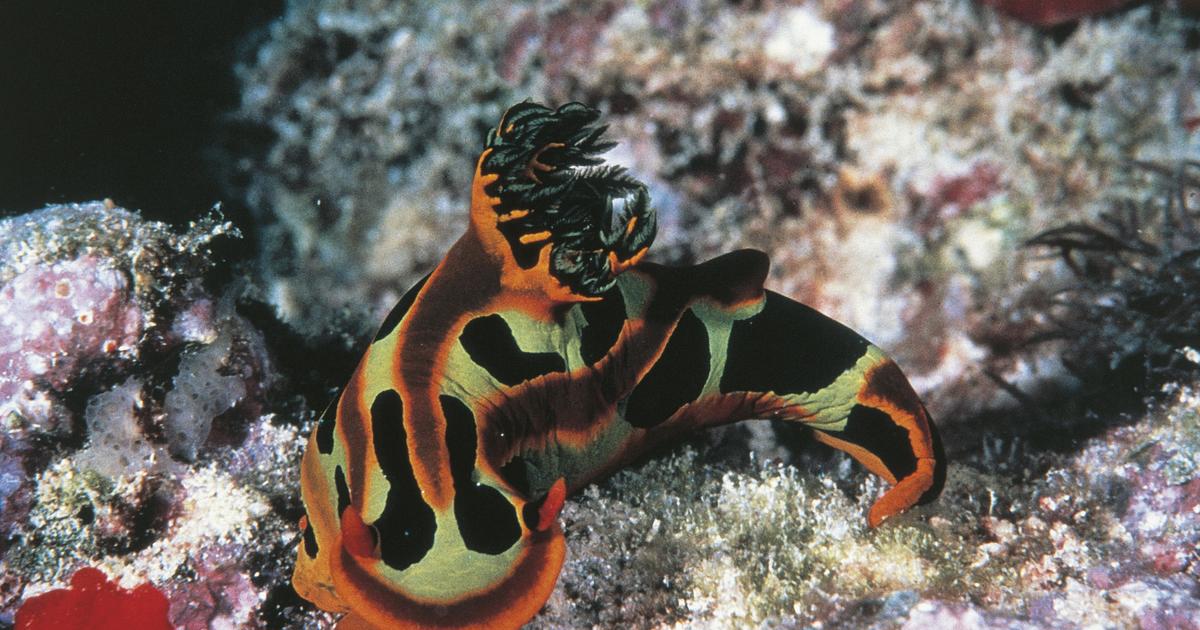 15 creatures that could disappear with the Great Barrier Reef