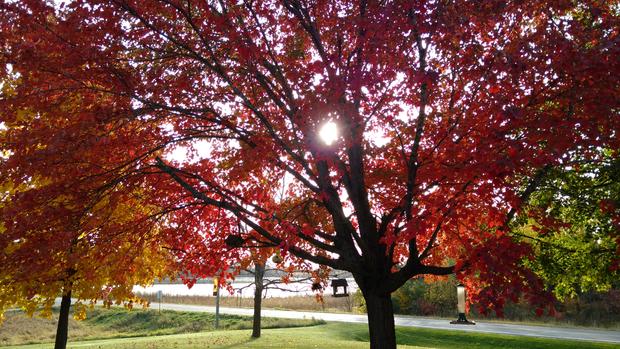 fall-colors-nancy-gower.jpg 