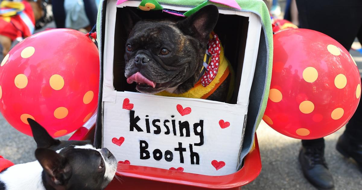 The Most Perfect Dog Halloween Costumes - CBS San Francisco