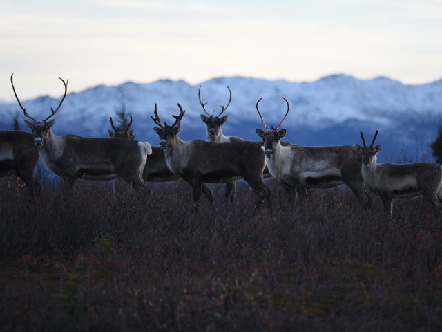 caribou-herd-alaska-2-promo.jpg 