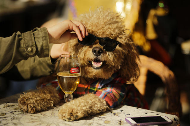 Yankees dog The 21st Annual Tompkins Square Halloween Dog Parade New York  City, USA - 22.10.11 Stock Photo - Alamy