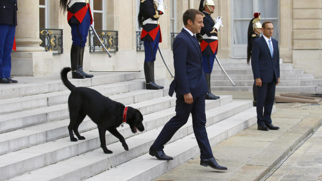 France Macron's Dog 