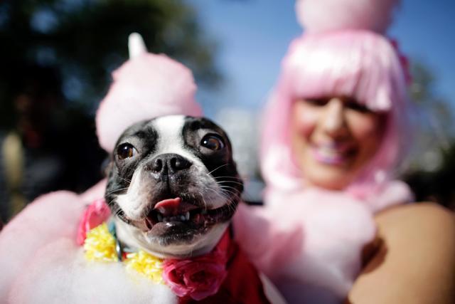 Yankees dog The 21st Annual Tompkins Square Halloween Dog Parade New York  City, USA - 22.10.11 Stock Photo - Alamy