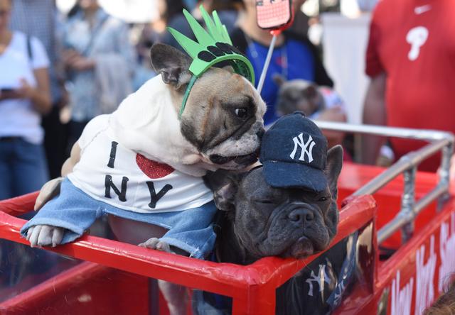 Yankees dog The 21st Annual Tompkins Square Halloween Dog Parade