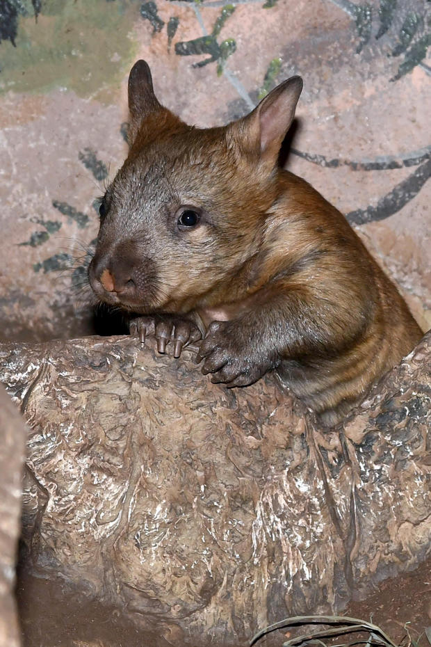 wombat 4 