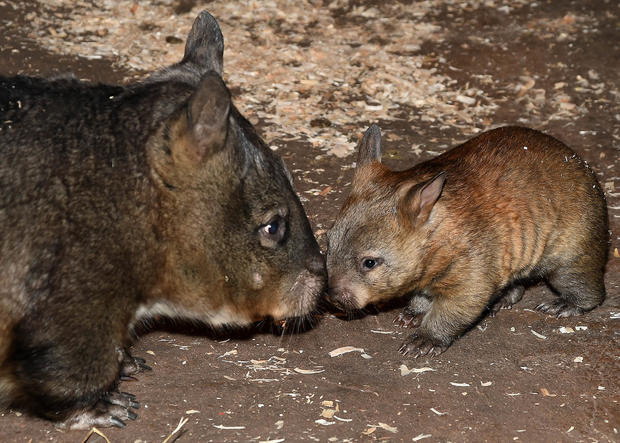 wombat 3 