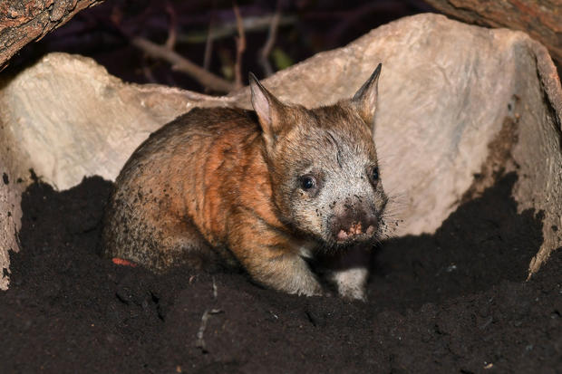 wombat 6 