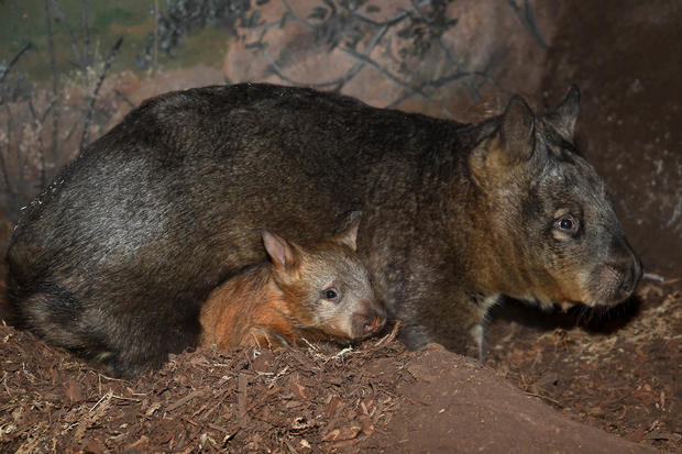 wombat 5 