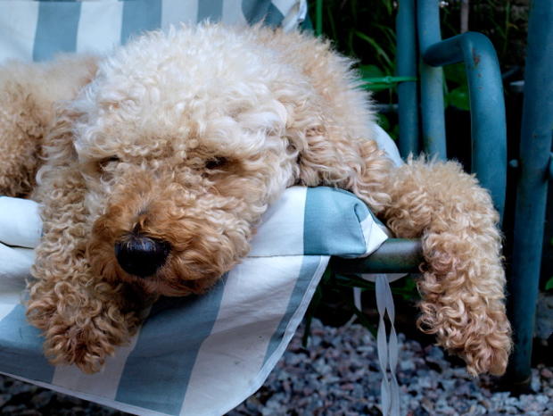 Labradoodle dog asleep on a garden swing seat 