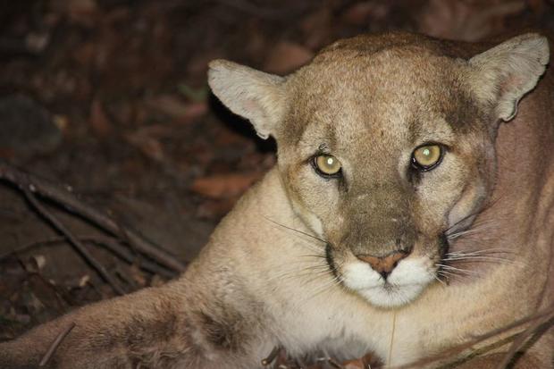 New Puma Discovered In Santa Monica Mountains; Older Mountain Lion Found Dead 