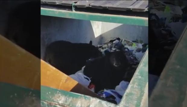 Bear Cubs In Lutsen Dumpster 