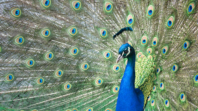 peacock2.jpg 