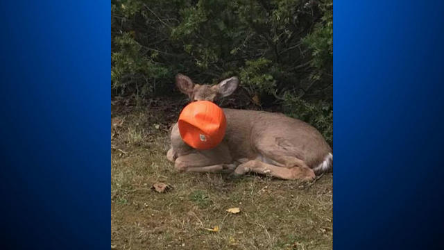 deer-pumpkin.jpg 