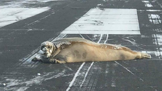 airport-seal.jpg 