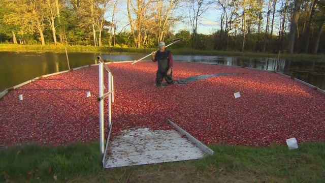 ctm-103117-cranberries.jpg 