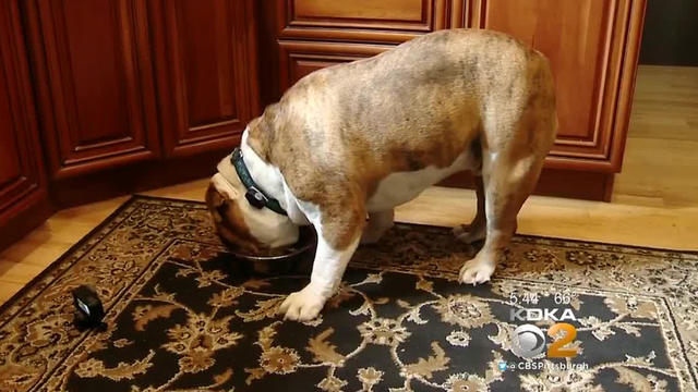 dog-food-bowl.jpg 