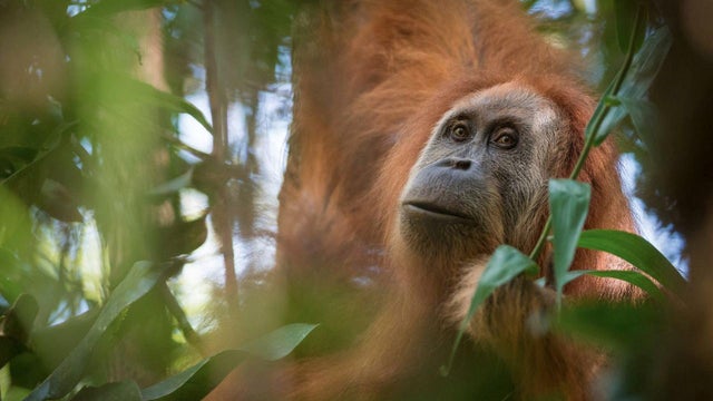 Handout photo of Pongo tapanuliensis, identified as a new species of orangutan is shown, found on the Indonesian island of Sumatra where a small population inhabit its Batag Toru forest 