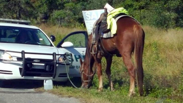 DUI Horse 