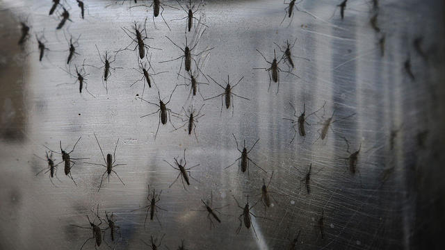 Brazil Faces New Health Epidemic As Mosquito-Borne Zika Virus Spreads Rapidly 