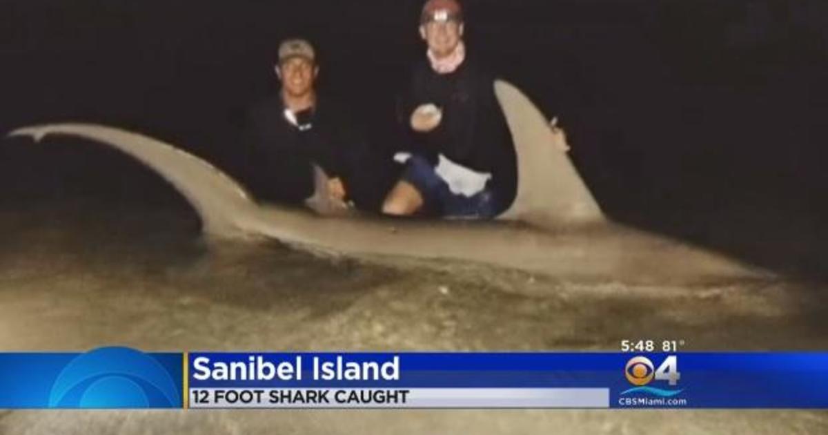 Large hammerhead shark caught off coast of Florida