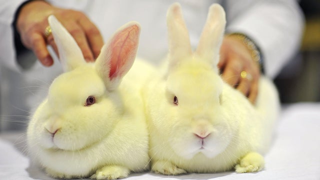 Animal Enthusiasts Enjoy The UK's Rabbit Grand National 