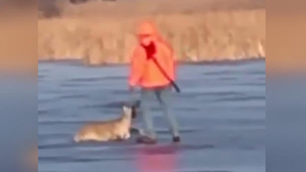 deer-rescue.jpg 