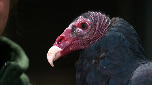 Turkey vulture 