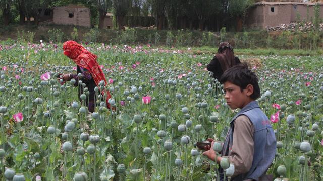 AFGHANISTAN-UNREST-DRUGS-OPIUM 