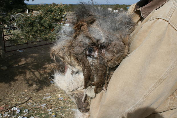 La Plata Animal Cruelty 2 (from La Plata County Humane Society) 