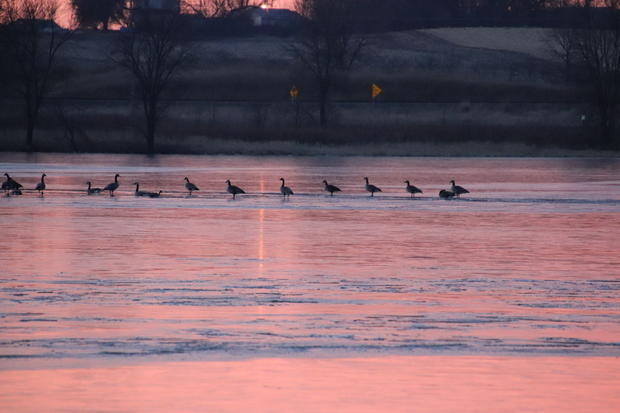 sunrise-with-some-geese-buffalo-barbara.jpg 
