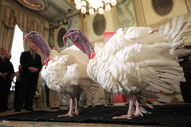 National Thanksgiving Turkey Meets The Press Ahead Of Presidential Pardoning 
