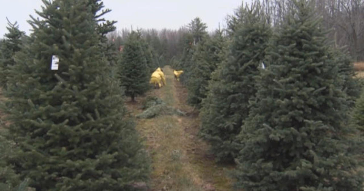 Christmas tree shortage could drive up prices CBS News