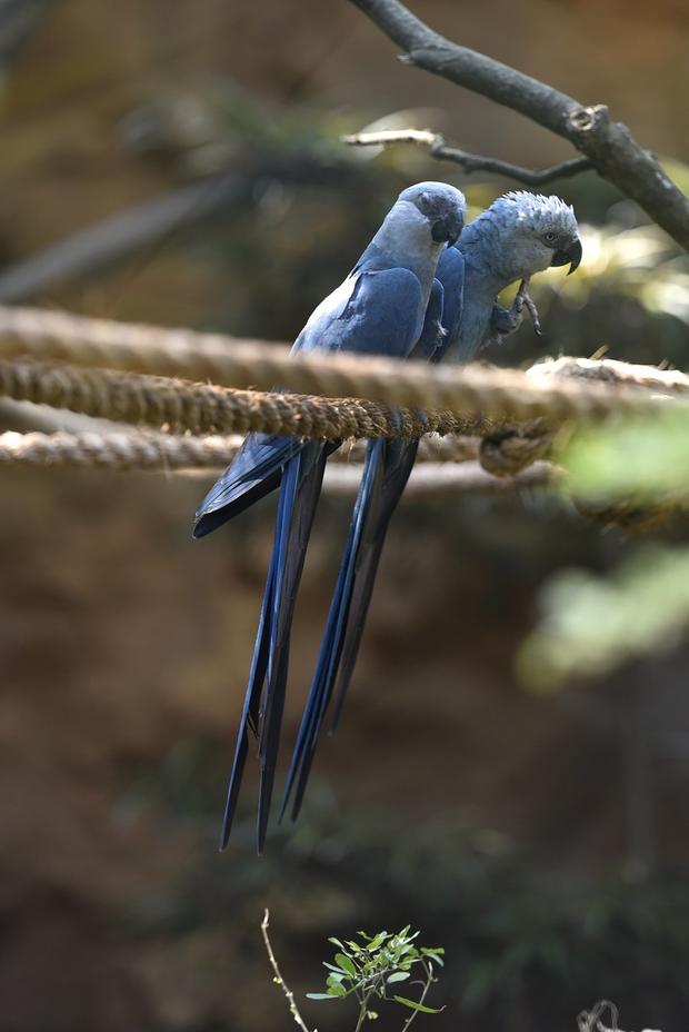 Blue Spix's Macaws 