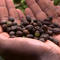 Why are coffee prices soaring in the U.S.?