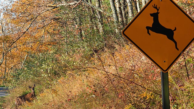 A deer crosses at a "deer crossing" in t 