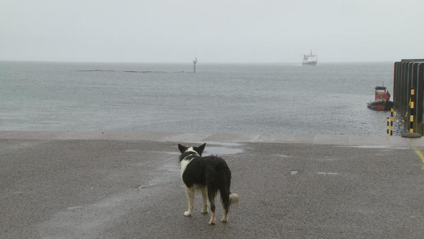 dog-looking-at-ferry.jpg 