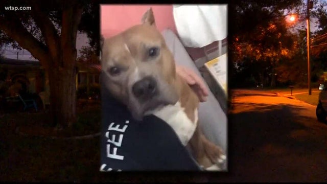 Buster the pit bull is seen in a photo obtained by CBS affiliate WTSP-TV. 