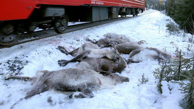 This video grab taken on Nov. 25, 2017, shows a train driving past dead reindeer laying next to the railway near Mosjoen in northern Norway. 