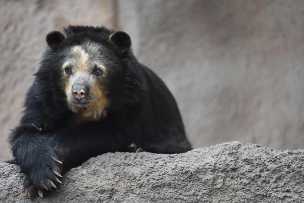 rosie andean bear 1 (via cheyenne mtn zoo) 